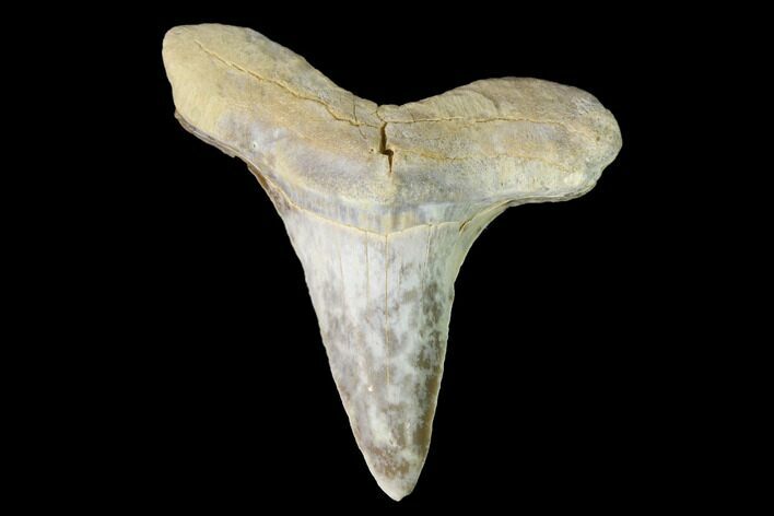 Bargain, Fossil Shark (Cretoxyrhina) Tooth - Kansas #142955